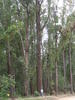 Eucalyptus robusta © DP Forêts et Biodiversité 