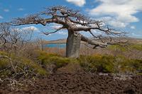 Adansonia suarezensis, l'espèce de baobab la plus menacée par le changement climatique ©Cirad, C. Cornu 