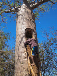 Baobab citerne du plateau Mahafaly ©Cirad, Minah V.Randriamialisoa