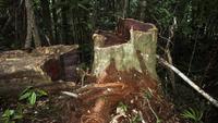 Exploitation instinctive des ressources forestières
