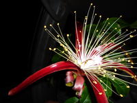 Fleur Adansonia madagascariensis ©Cirad, E.Rasoamanana