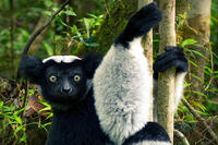 Indri ou Babakoto (Indri indri) / Parc National d'Andasibe  © Cirad, Sebastien Desbureaux