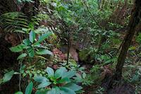 Forêt pluviale dans le Parc National de Ranomafana © Cirad, C Cornu