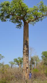 Baobab de l'espèce Adansonia rubrostipa ©Cirad, Seheno Andriantsaralaza
