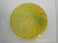 Bactéries - vue microscopique  ©Cirad, dP F&B