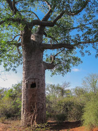 Baobab citerne ©Cirad, Minah V.Randriamialisoa