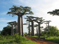 Baobab Madagascar ©Cirad, Sendra Irina