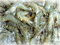 Crevette - découvertes d'une alternative aux antibiotiques ©Cirad, dP F&B