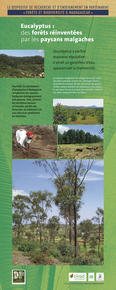 Eucalyptus : Forêts réinventées © Cirad, DP Forêts & Bio