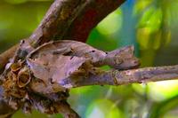Gecko à queue de feuille (Uroplatus phantasticus) ©Cirad, C Cornu