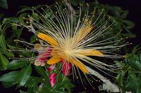 Fleur de l'espèce rubrostipa, longitubae © Cirad, Onja Razanamaro